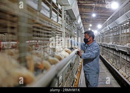 CONTEA DI LUANNAN, provincia di Hebei, Cina - 17 marzo 2020: I lavoratori stanno caricando mangimi in un impianto di lavorazione. Foto Stock