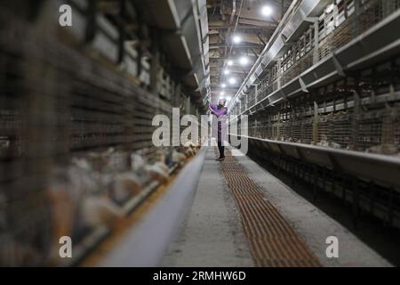 CONTEA DI LUANNAN, provincia di Hebei, Cina - 17 marzo 2020: I lavoratori stanno caricando mangimi in un impianto di lavorazione. Foto Stock