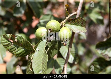 salvador, bahia, brasile - 23 agosto 2023: Guava fruit - Psidium guajava - in un frutteto nella città di Salvador. Foto Stock