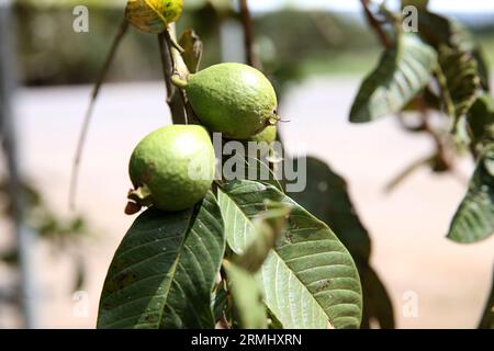 salvador, bahia, brasile - 23 agosto 2023: Guava fruit - Psidium guajava - in un frutteto nella città di Salvador. Foto Stock