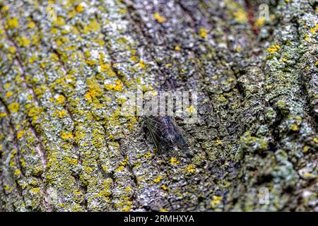 La cicada del giorno del cane (Neotibicen canicularis) nel Wisconsin. Insetti adulti completamente sviluppati dopo aver completato la metamorfosi. Foto Stock