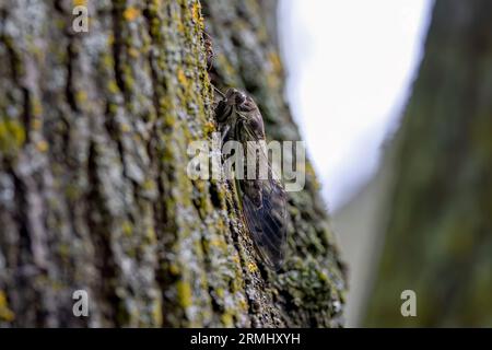 La cicada del giorno del cane (Neotibicen canicularis) nel Wisconsin. Insetti adulti completamente sviluppati dopo aver completato la metamorfosi. Foto Stock