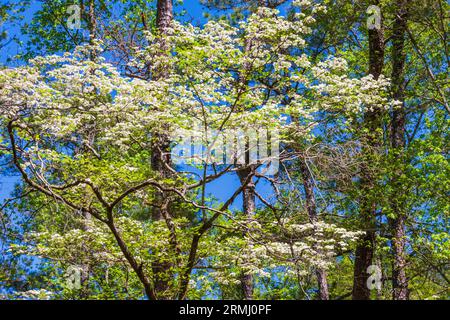 Corniolo alberi in fiore a Callaway Gardens in legno di pino di montagna, Georgia. Foto Stock