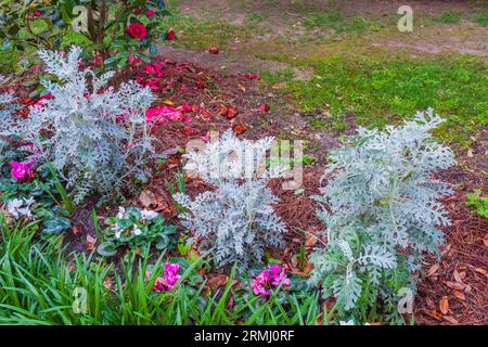 Piante di Miller polverose, Senecio cineraria, a Bellingrath Gardens vicino a Moblie, Alabama, all'inizio della primavera. Foto Stock