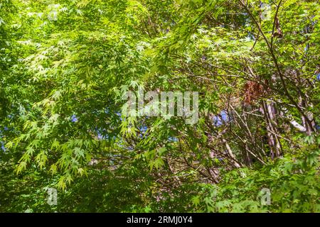 Luce che splende attraverso l'albero d'acero giapponese, Acer palmatum, presso i giardini Callaway a Pine Mountain, Georgia. Foto Stock