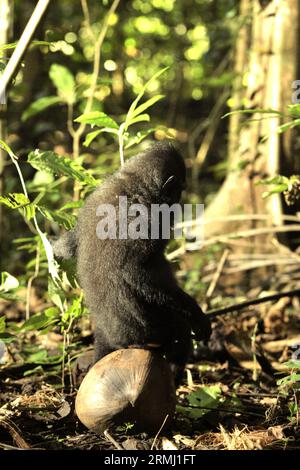 Ritratto posteriore di un giovane macaco crestato (Macaca nigra) seduto su un frutto di cocco nella foresta di Tangkoko, Sulawesi settentrionale, Indonesia. Il cambiamento climatico e le malattie sono minacce emergenti per i primati, mentre il macaco crestato appartiene al 10% delle specie di primati altamente vulnerabili alla siccità. Un recente rapporto ha rivelato che la temperatura sta effettivamente aumentando nella foresta di Tangkoko e che l'abbondanza complessiva di frutta è diminuita. Macaca nigra è considerata una specie chiave nel loro habitat, un'importante "specie ombrello" per la conservazione della biodiversità. La loro presenza è un buon indicatore della corrente... Foto Stock