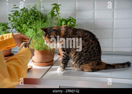 Una donna che taglia erbe fresche in pentola in cucina, un gatto che sembra seduto vicino al tavolo a casa. Foto Stock