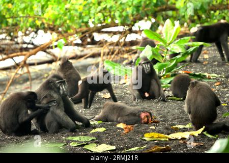 I macachi crestati (Macaca nigra) sono seduti a terra mentre svolgono attività sociali su una spiaggia nella foresta di Tangkoko, Sulawesi settentrionale, Indonesia. Il cambiamento climatico e le malattie sono minacce emergenti per i primati, mentre il macaco crestato appartiene al 10% delle specie di primati altamente vulnerabili alla siccità. Un recente rapporto ha rivelato che la temperatura sta effettivamente aumentando nella foresta di Tangkoko e che l'abbondanza complessiva di frutta è diminuita. Macaca nigra è considerata una specie chiave nel loro habitat, un'importante "specie ombrello" per la conservazione della biodiversità. La loro presenza è un buon indicatore del... Foto Stock