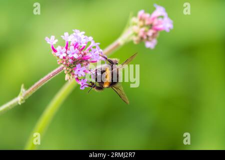 Bumble-ape seduto su Verbena fiore viola. Fuoco selettivo di bella ape selvaggia che succhia polline da Verbena sul prato verde, Foto Stock