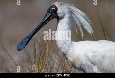 Royal Spoonbill, Platalea regia, maschio in matng piumaggio in Outback Queensland Australia paludi con sfondo erba Foto Stock
