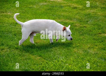 Una foto di un piccolo cane bianco che esplora un campo erboso Foto Stock