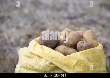 Patate appena scavate in sacchetto, vista ad angolo basso, raccolta e coltivazione di alimenti Foto Stock