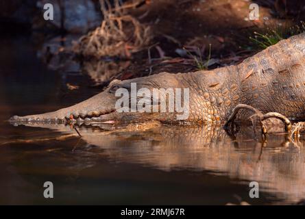 Un coccodrillo australiano di acqua dolce, Crocodylus johnstoni; crogiolarsi sulla riva di un torrente nel nord del Queensland, Australia. Foto Stock