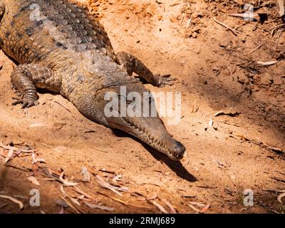 Un coccodrillo australiano di acqua dolce, Crocodylus johnstoni; crogiolarsi sulla riva di un torrente nel nord del Queensland, Australia. Foto Stock