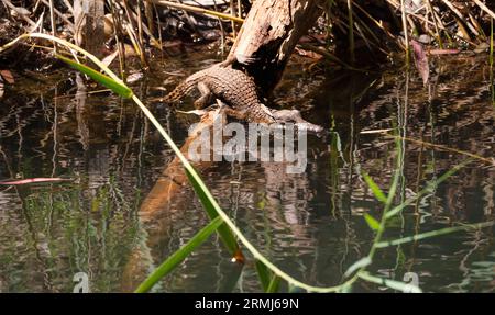 Un coccodrillo di acqua dolce australiano giovanile, Crocodylus johnstoni; crogiolarsi su un piccolo tronco sulla riva di un torrente nel nord del Queensland, in Australia. Foto Stock