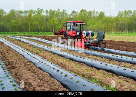 Macchina trattore che posa una pellicola di pacciamatura in plastica sul campo. File di fragole sul terreno ricoperte da una pellicola di pacciame. Coltivazione con metodo di pacciamatura Foto Stock