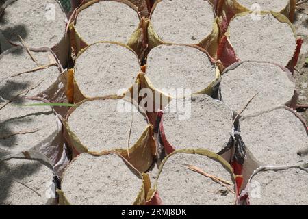 fertilizzante per terreno in sacchetti di plastica bianchi su vivaio per piantagioni di alberi Foto Stock