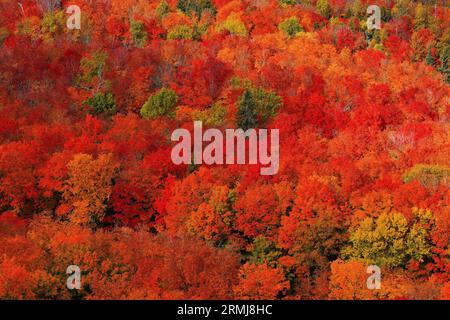 Una bassa montagna ricoperta di foglie d'acero rosse e arancioni colorate in autunno, intervallata da alberi sempreverdi verdi di colore verde in Minnesota, Stati Uniti. Foto Stock
