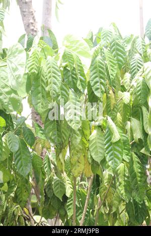 L'albero di Coffea arabica in azienda agricola per la vendita sono colture da contante Foto Stock