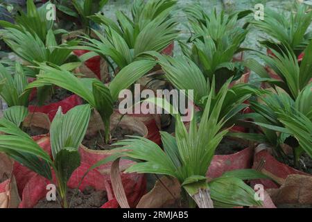 La pianta di noce Areca in azienda agricola per la vendita è costituita da colture da contante Foto Stock