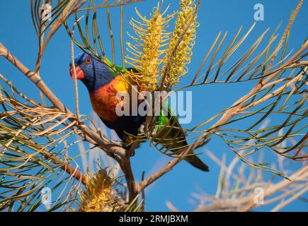 Un colorato Lorikeet arcobaleno, Trichoglossus moluccanus, che si nutre di un fiore di albero di banksia nell'entroterra nord del Queensland, Australia Foto Stock