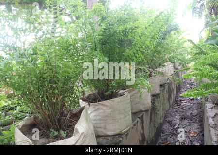 gli alberi di felce in azienda agricola per la vendita sono colture da contante e gruppi di piantagioni vascolari che si riproducono tramite spore e non hanno né semi né fiori Foto Stock