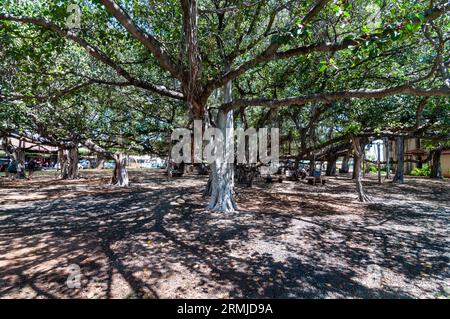 Banyan Tree A Lahaina Banyan Court Park Maui Hawaii Foto Stock