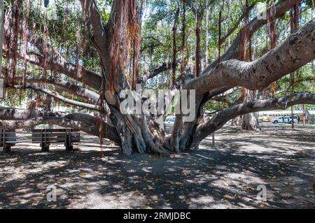 Banyan Tree A Lahaina Banyan Court Park Maui Hawaii Foto Stock