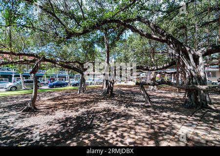 Banyan Tree A Lahaina Banyan Court Park Maui Hawaii Foto Stock