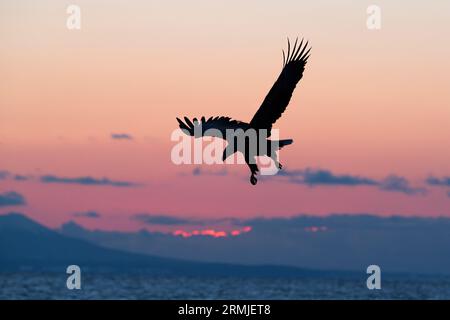 L'Aquila di Steller vola (Haliaeteus pelagicus), contro il colorato cielo dell'alba. Isola di Hokkaido, Giappone Foto Stock