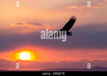 L'Aquila di Steller vola (Haliaeteus pelagicus), contro il colorato cielo dell'alba. Isola di Hokkaido, Giappone Foto Stock