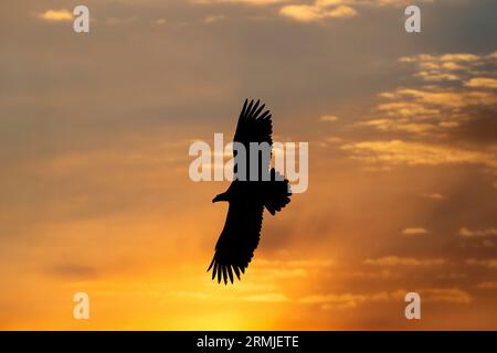 L'Aquila di Steller vola (Haliaeteus pelagicus), contro il colorato cielo dell'alba. Isola di Hokkaido, Giappone Foto Stock