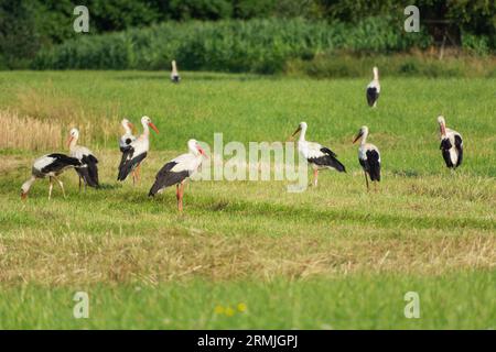 A group of storks on a meadow, summer day, eastern Poland Stock Photo