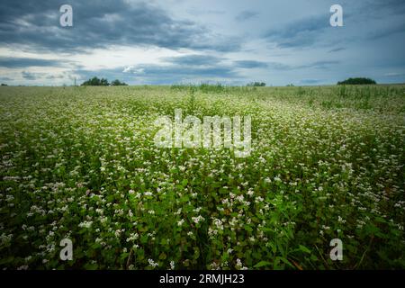 Buckwheat field and cloudy sky, summer view, eastern Poland Stock Photo