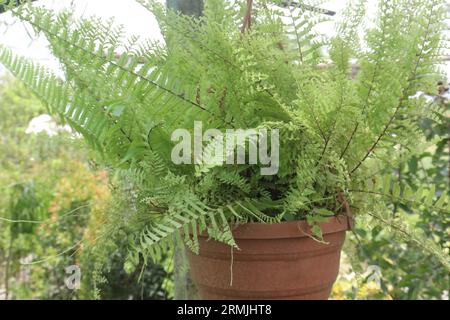 Nephrolepis Cordifolia (felce a scala di tubero) albero su pentola appesa in fattoria per la vendita sono colture da contante Foto Stock