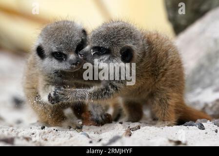 I cuccioli appena nati di meerkat busta e Missy al Blair Drummond Safari and Adventure Park, vicino a Stirling. Tre cuccioli - busta, Missy ed Emmie - sono nati da genitori Cardi B e Biggie, che si sono Uniti alla comunità meerkat del parco nell'aprile 2022. Data immagine: Venerdì 25 agosto 2023. Foto Stock