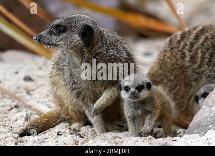 Emmie cucciolo appena nato di meerkat al Blair Drummond Safari and Adventure Park, vicino a Stirling. Tre cuccioli - busta, Missy ed Emmie - sono nati da genitori Cardi B e Biggie, che si sono Uniti alla comunità meerkat del parco nell'aprile 2022. Data immagine: Venerdì 25 agosto 2023. Foto Stock