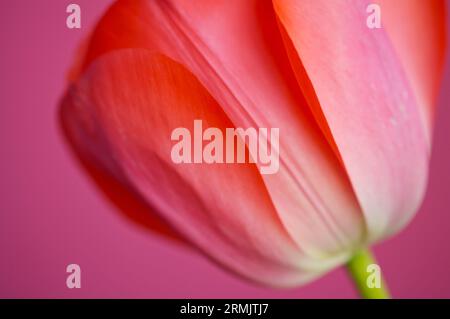 Extreme close up di un rosso tulip Tulipa Foto Stock
