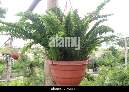 Nephrolepis exaltata albero su vaso appeso in fattoria per la vendita sono colture da contante Foto Stock