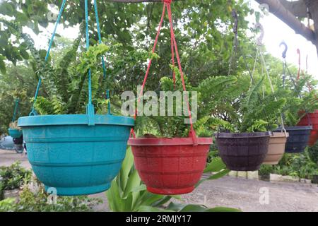 Nephrolepis exaltata albero su vaso appeso in fattoria per la vendita sono colture da contante Foto Stock