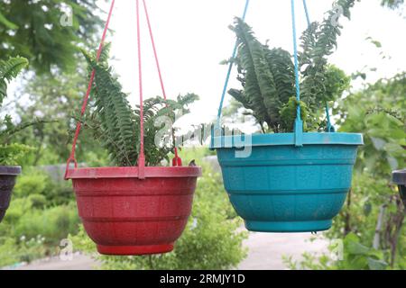 Nephrolepis exaltata albero su vaso appeso in fattoria per la vendita sono colture da contante Foto Stock