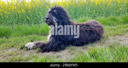 Cane Goldendoodle sdraiato sulla strada. Scarabocchio nero con disegno fantoccio. Adorabile e fedele animale domestico in natura. Foto animale Foto Stock