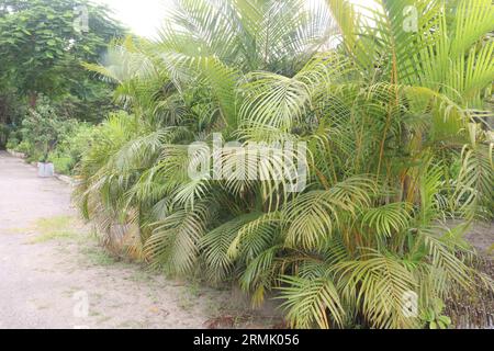 Le piante di palma di Areca in fattoria per la vendita sono colture da contante Foto Stock