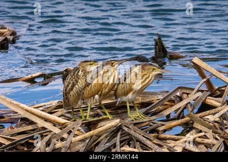 Piccolo amaro (Ixobrychus minutus) fledglings e adulto in un nido fatto di canne fotografate a luglio Foto Stock