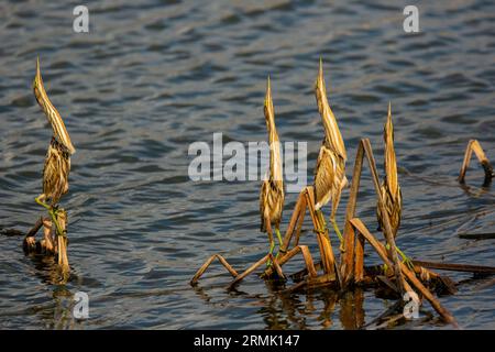 Piccolo amaro (Ixobrychus minutus) fledglings e adulto in un nido fatto di canne fotografate a luglio Foto Stock