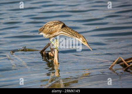 Piccolo amaro (Ixobrychus minutus) fledglings e adulto in un nido fatto di canne fotografate a luglio Foto Stock