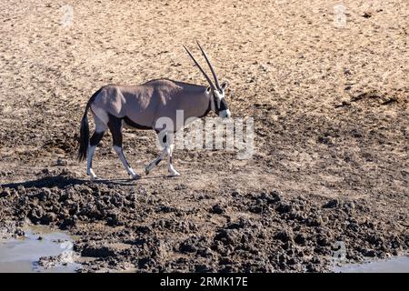 Gemsbok maschile o orice sudafricano (Oryx gazella) nel Parco Nazionale di Etosha, Namibia Foto Stock