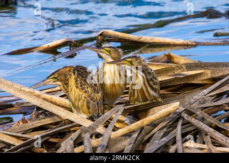 Piccolo amaro (Ixobrychus minutus) fledglings e adulto in un nido fatto di canne fotografate a luglio Foto Stock