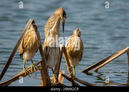 Piccolo amaro (Ixobrychus minutus) fledglings e adulto in un nido fatto di canne fotografate a luglio Foto Stock