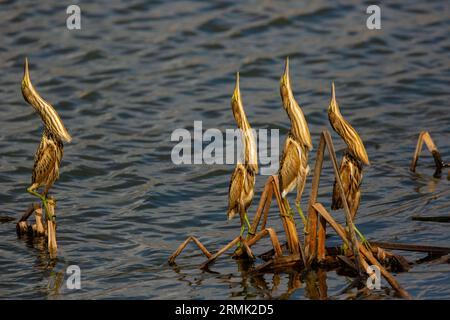 Piccolo amaro (Ixobrychus minutus) fledglings e adulto in un nido fatto di canne fotografate a luglio Foto Stock